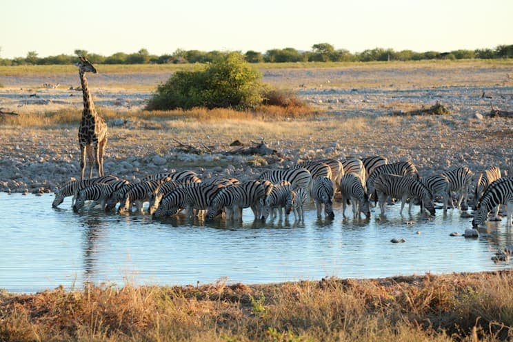 Zebra: Wasserstelle