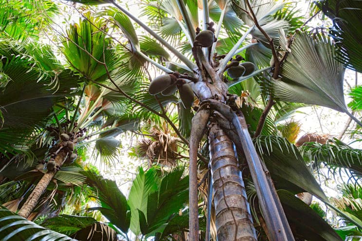 Mai-Tal: Seychellennusspalme