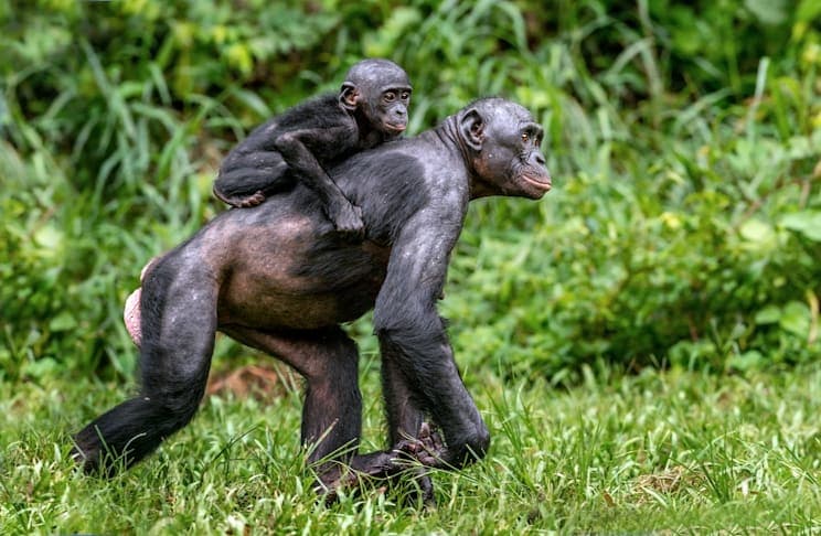Bonobo