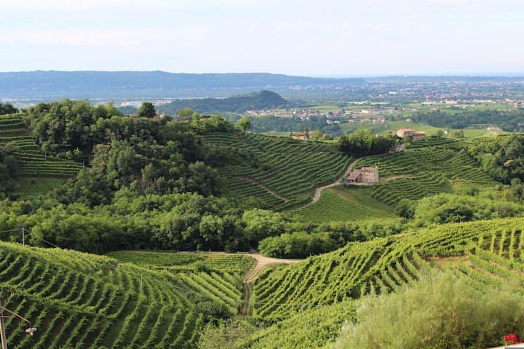Venetien Weinanbau