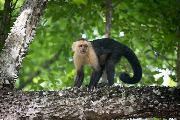 Kapuzinerartige Affen: Kapuzineraffe