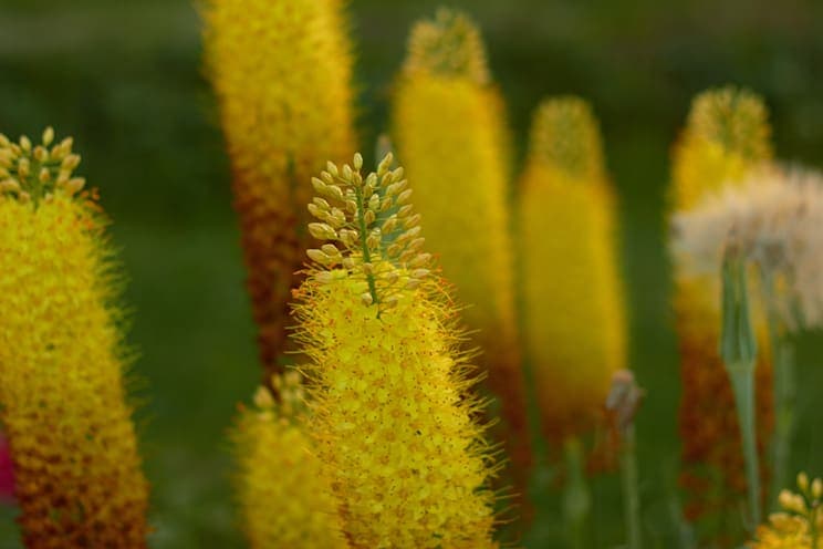 Steppenkerze: Schmalblättrige Steppenkerze