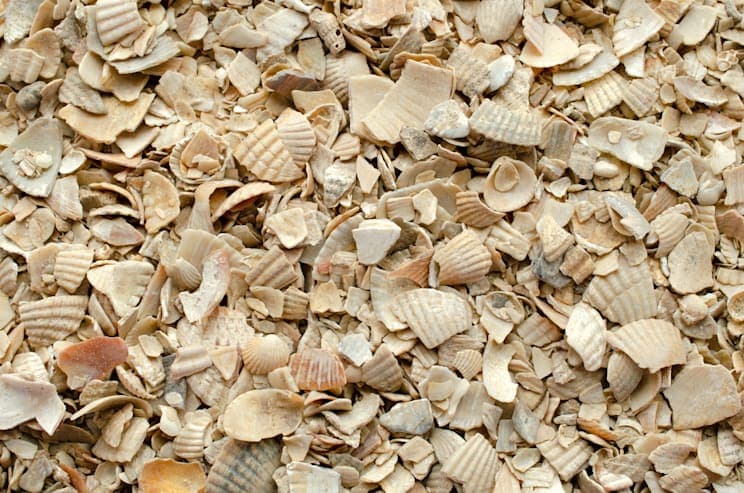 Herzmuscheln