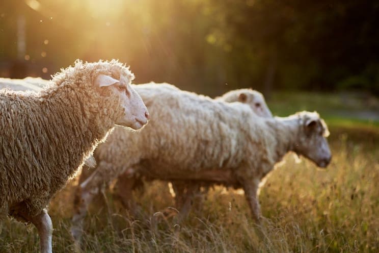 Schafe: Wolle
