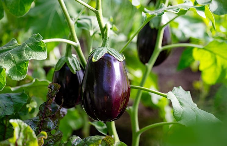 Aubergine: Frucht