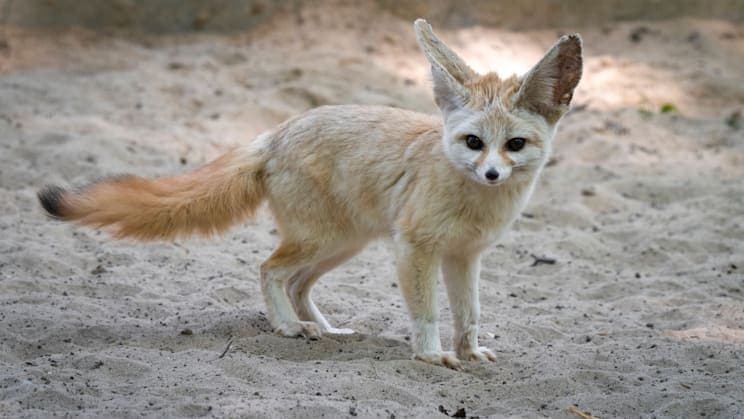 Fennek in der Sahara