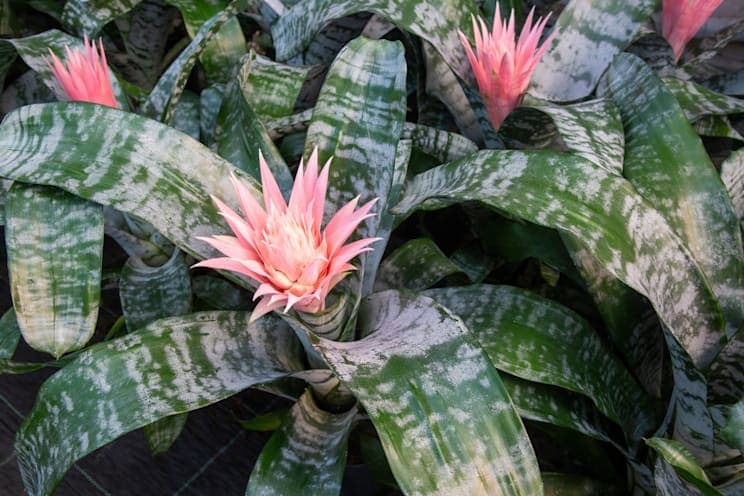 Bromelien: Lanzenrosette
