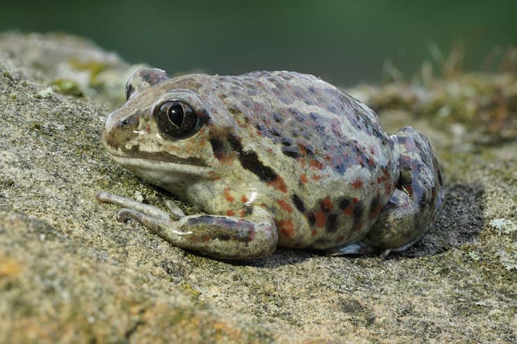 Knoblauchkröte / Krötenfrösche