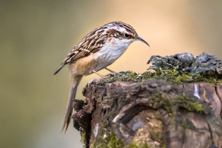 Baumläufer: Gartenbaumläufer