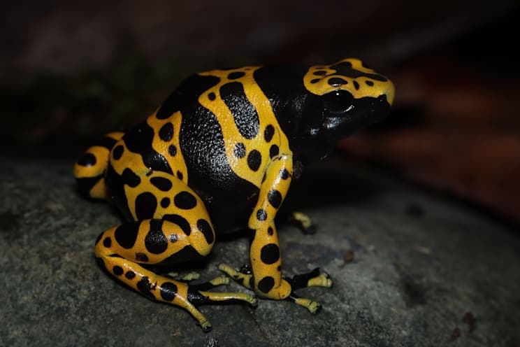 Farbfrösche: Gelbgebänderter Pfeilgiftfrosch