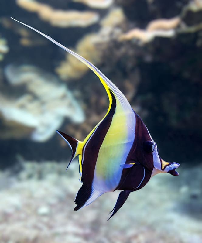 Halfterfische