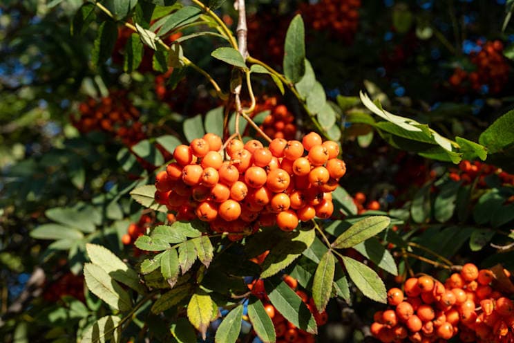 Eberesche: Vogelbeere