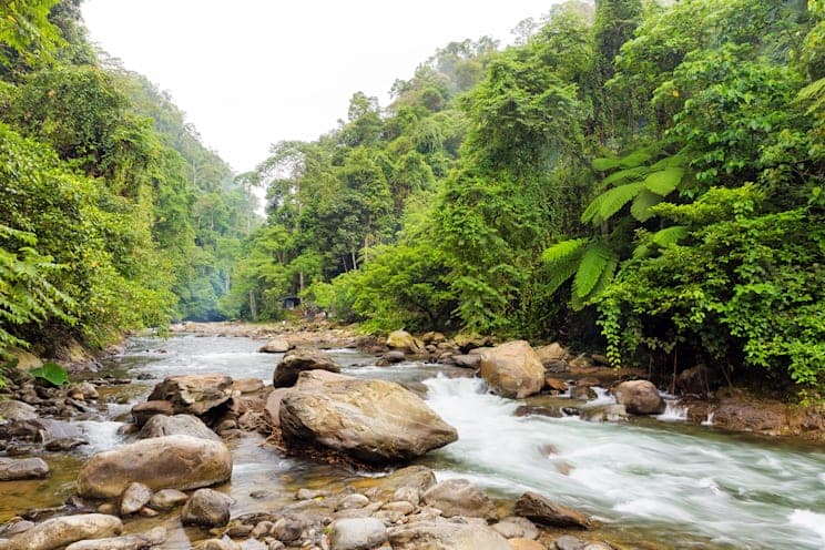 Sumatra: Regenwald