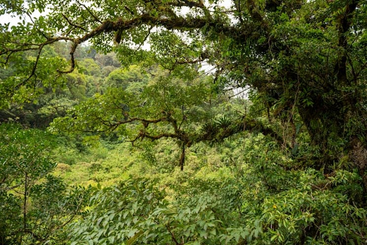 La Amistad: Nationalparks La Amistad in Panama
