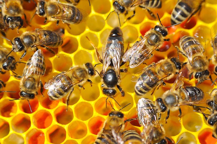 Bienen: Honigwabe