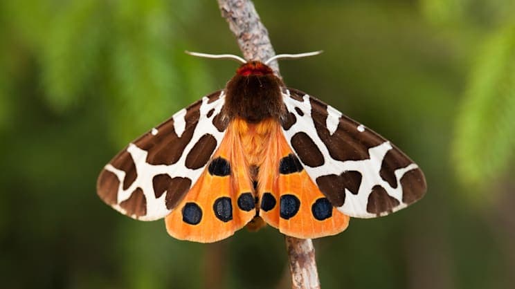 Brauner Bär (Bärenspinner)