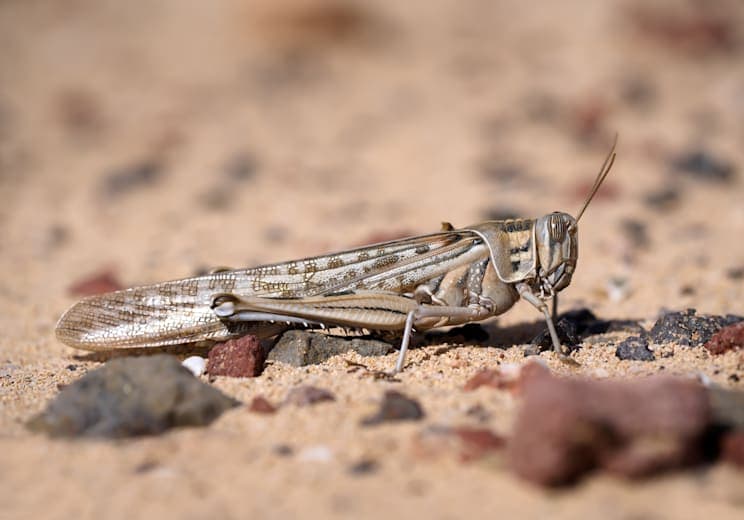 Wüstenheuschrecke